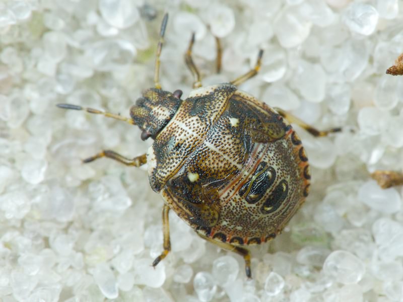 Eysarcoris aeneus (Scopoli, 1763)